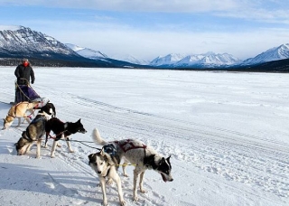  Medio día de conducción en equipo de mushing